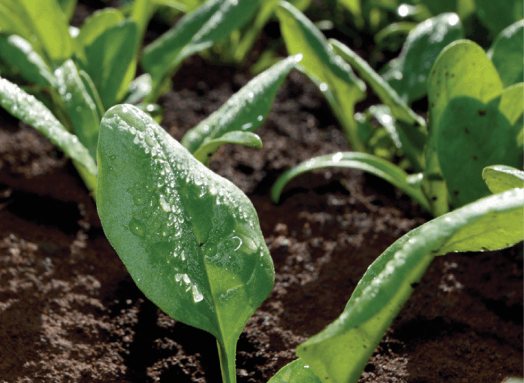 Ready-to-eat Fresh-cut Produce